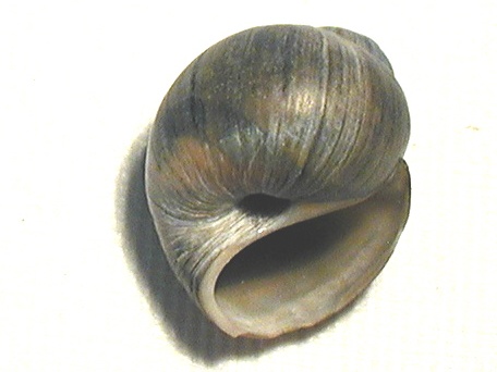 Famiglia Naticidae